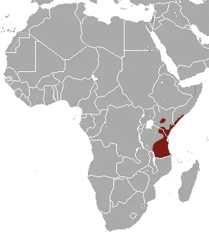 northern greater galago: otolemur garnettii, a nocturnal, arboreal primate endemic to eastern Africa