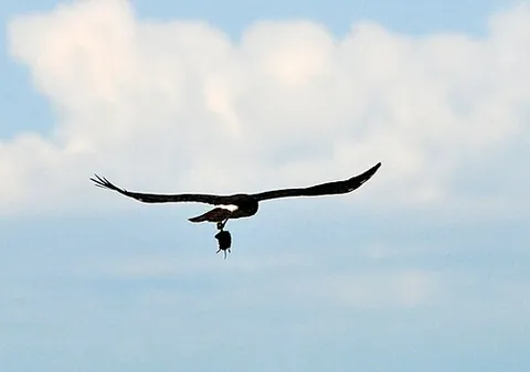 northern harrier: circus hudsonius, native to most of North America and Central America