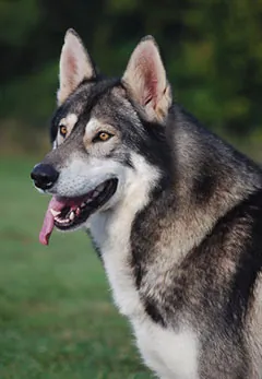 northern inuit dog: a breed of dog developed from a breeding project in the UK in the 1980s with the objective of...