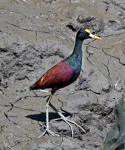 northern jacana: jacana spinosa, a wader in the family Jacanidae