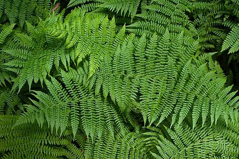 northern lady fern: any member of species Athyrium angustum, native to the temperate northern hemisphere