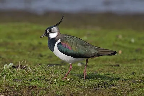 northern lapwing: a crested plover, Vanellus vanellus