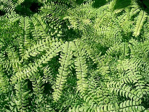 northern maidenhair: adiantum pedatum, a fern native to temperate and cool eastern North America