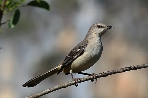 northern mockingbird: a mockingbird of species Mimus polyglottos, principally of North America