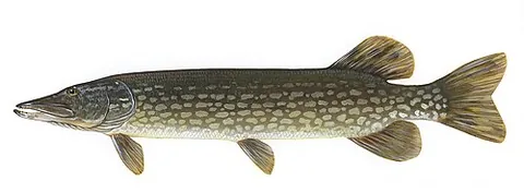 northern pike: a species of pike, Esox lucius