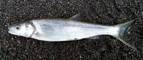 northern pikeminnow: the freshwater fish Ptychocheilus oregonensis, a large predatory fish is native to northwestern...
