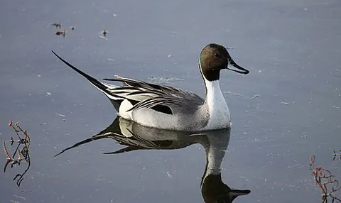 northern pintail: a large duck of the species Anas acuta, of wide geographic distribution
