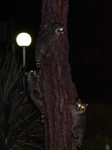 northern raccoon: a raccoon of the species Procyon lotor, native to North America