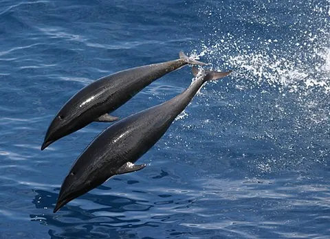 northern right whale dolphin: lissodelphis borealis, a small, slender dolphin found in the cold and temperate waters of the North...