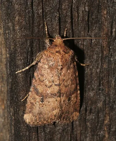 northern scurfy quaker moth: homorthodes furfurata, a species of North American owlet moth