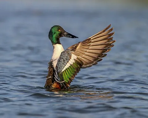 northern shoveler: spatula clypeata, formerly Anas clypeata, a duck breeding in northern areas of Europe and across...