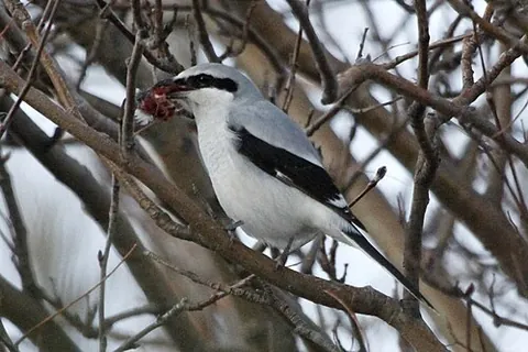 northern shrike: lanius borealis, a large songbird species in the shrike family (Laniidae) native to North America...