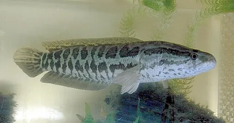 northern snakehead: a fish of species Channa argus, native to Russia, China and Korea; considered to be invasive in the...
