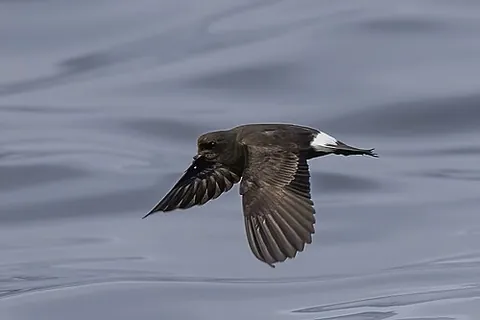 northern storm petrel: a seabird belonging to the family Hydrobatidae