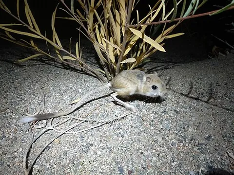 northern three-toed jerboa: dipus sagitta, a rodent in the family Dipodidae