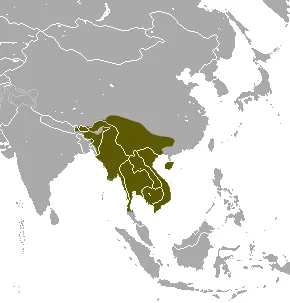 northern tree shrew: a shrew-like animal native to Southeast Asia from Assam to Indonesia, Tupaia belangeri