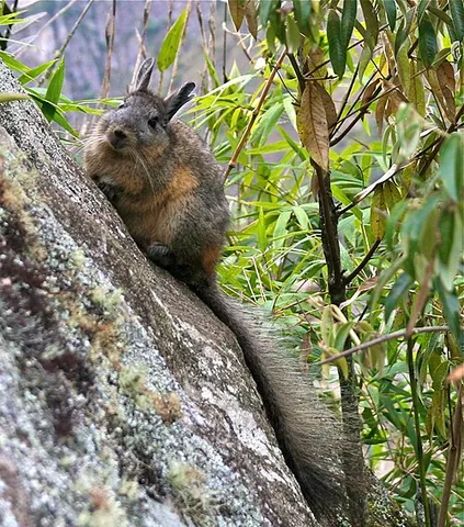northern viscacha: a species of rodent (Lagidium peruanum, found in South America