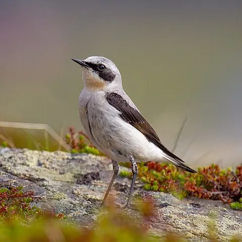 northern wheatear: oenanthe oenanthe, an Old World flycatcher