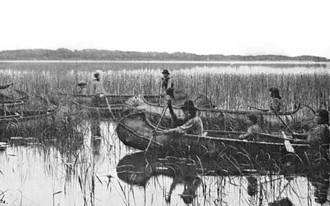 northern wild rice: wild rice of the species Zizania palustris, native to Minnesota, Wisconsin, and Michigan, and...