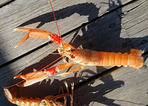 norway lobster: a small European lobster of the species Nephrops norvegicus