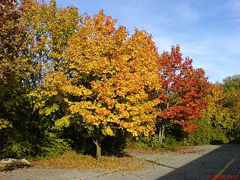 norway maple: acer platanoides, a species of maple native to most of Europe, the Caucasus and northern Turkey