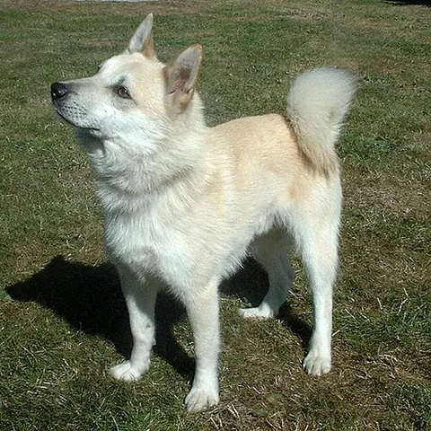 norwegian buhund: a breed of dog of the spitz type, used as an all-purpose farm and herding dog, as well as a...