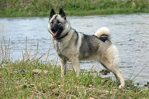 norwegian elkhound: a dog of a certain northern spitz-type breed and also the national dog of Norway