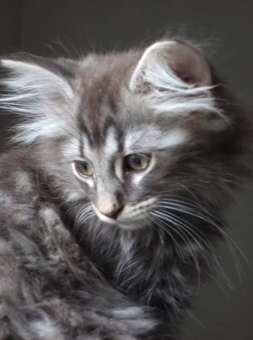 norwegian forest cat: a domestic cat breed noted for its above average size, long, water-repellent fur and woolly...