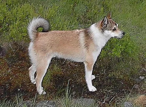 norwegian lundehund: a small dog breed of the spitz type that originates in Norway, developed for the hunting of puffins...