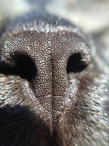 nose leather: the rhinarium or naked skin on the nose of most mammals