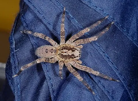 nosferatu spider: zoropsis spinimana, a relatively large hunting spider originally from southern Europe