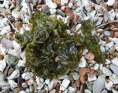 nostoc: any member of the genus Nostoc of cyanobacteria, found in a variety of environmental niches, that...