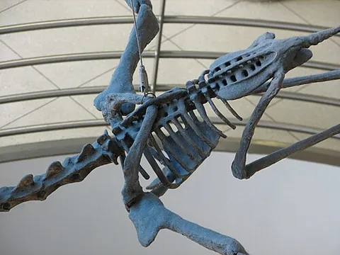 notarium: a bone formed of fused vertebrae behind the shoulder of many species of birds and pterosaurs