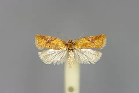 notchwing: any of various moths of the genus Acleris (syn. Teras)