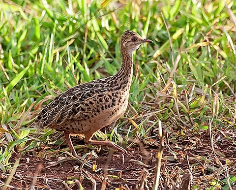 nothura: any member of the genus Nothura of birds in the tinamou family