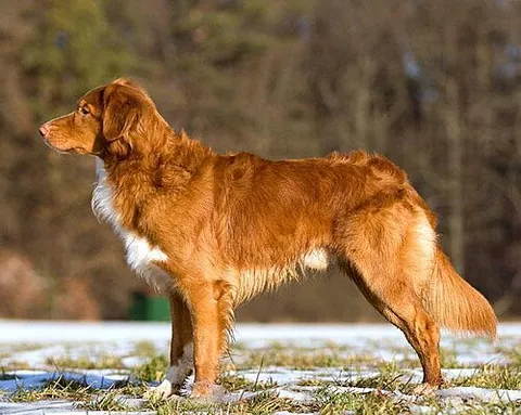 nova scotia duck tolling retriever: a medium-sized gundog bred primarily for hunting