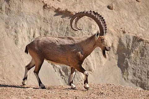 nubian ibex: a desert-dwelling ibex (Capra nubiana) found in mountainous areas of northern and northeast Africa,...