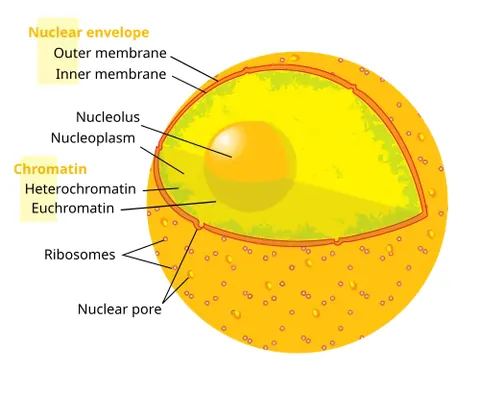 nucleolus: a conspicuous, rounded body within the nucleus of a cell