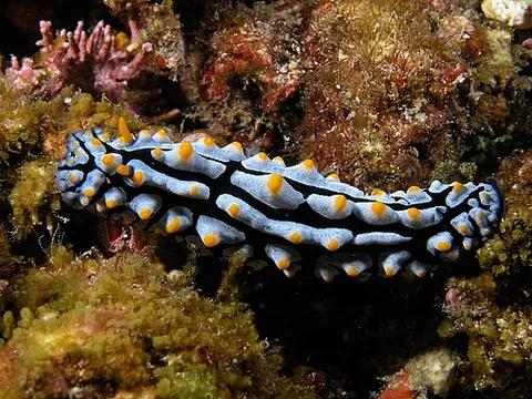 nudibranch: a sea slug belonging to the order Nudibranchia