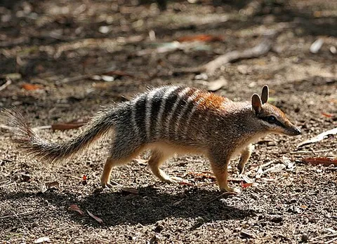 numbat: a small marsupial carnivore, Myrmecobius fasciatus, endemic to western Australia, that eats almost...