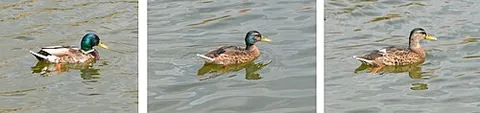 nuptial plumage: a conspicuous plumage worn by a (usually male) bird during mating season, to attract mates