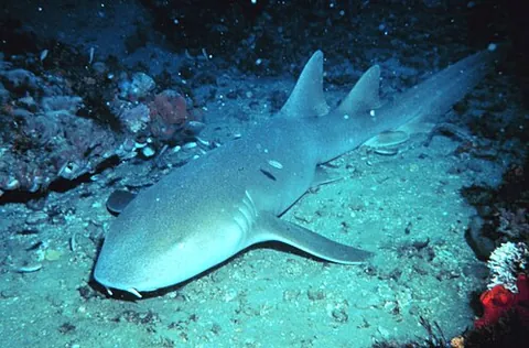 nurse shark: any of various bottom-dwelling sharks of the family Ginglymostomatidae that have two fleshy barbels...