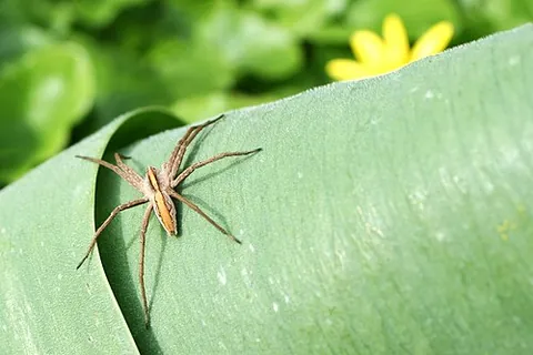 nursery web spider: any spider, from the family Pisauridae, that builds a "tent" in which the eggs are hatched