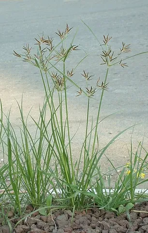 nutgrass: any perennial sedge of species Cyperus esculentus or Cyperus rotundus, that has small edible...