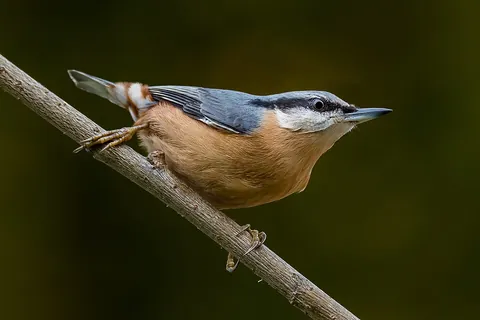 nuthatch: any of various small passerine birds from the genus Sitta, found throughout the northern hemisphere...