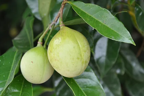 nutmeg: an evergreen tree (Myristica fragrans) cultivated in the East Indies for its spicy seeds