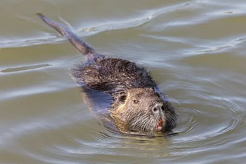 nutria: the coypu, Myocastor coypus