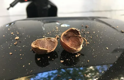 nutshell: the shell that surrounds the kernel of a nut