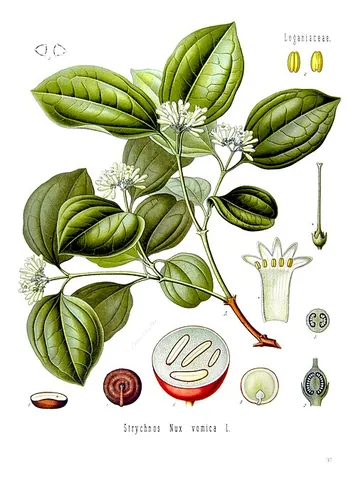 nux vomica: a strychnine tree (Strychnos nux-vomica), an evergreen tree found in southeastern Asia
