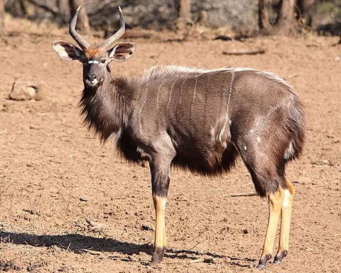 nyala: a southern African antelope, Tragelaphus angasii (syn. Nyala angasii), with thin white stripes in...